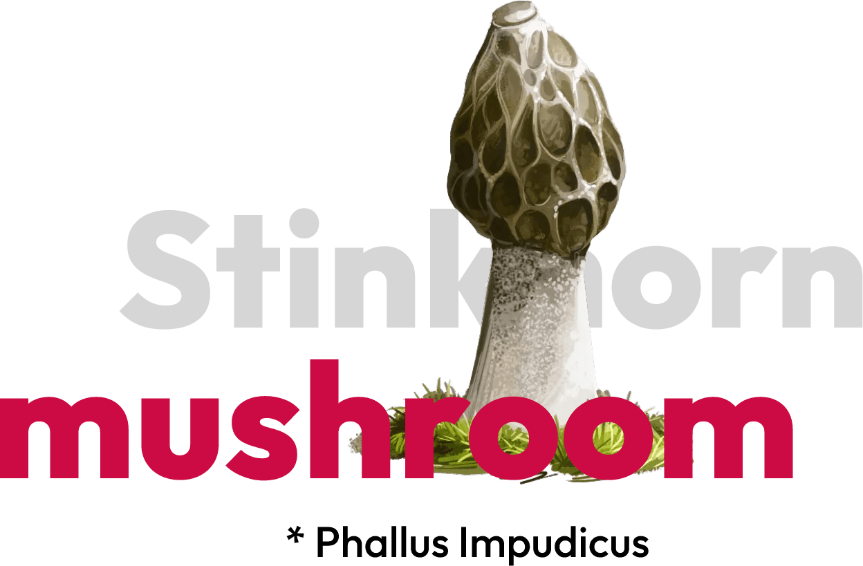 stinkhorn mushroom